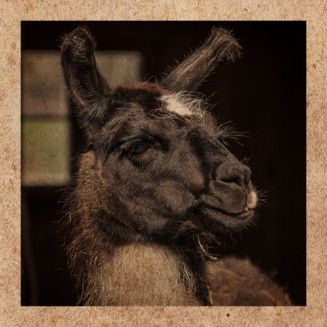 Portrait des Lamas Camillo