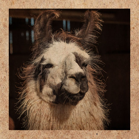 Portrait des Lamas Checko
