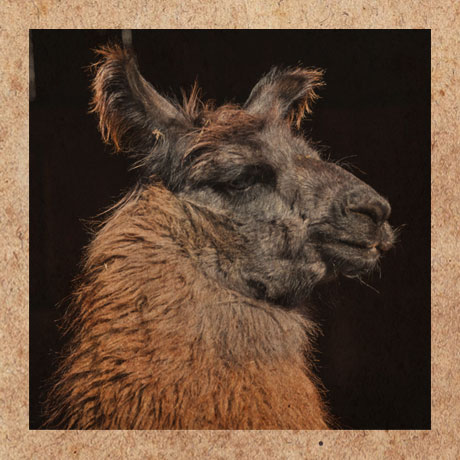 Portrait des Lamas Coco
