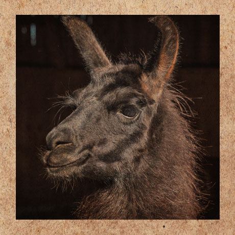 Portrait des Lamas Pepino