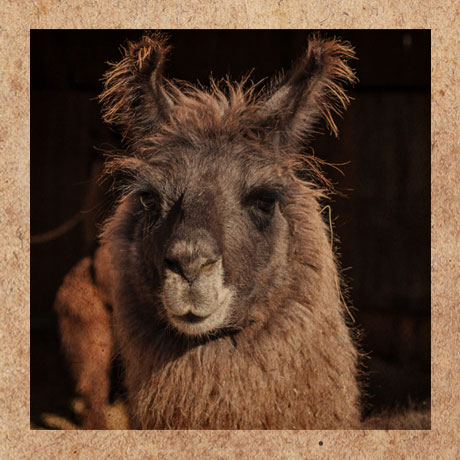 Portrait des Lamas Merlin